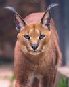 Zoo Jihlava Informace A Chovan Zv ata Zootify zoo-jihlava-informace-a-chovan-zv-ata-zootify